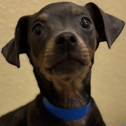 Cheetos, an adoptable Unknown breed in Pleasanton, CA