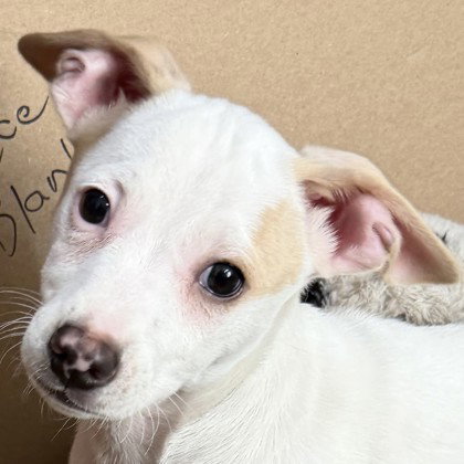 Dalinar, an adoptable Unknown breed in Pleasanton, CA