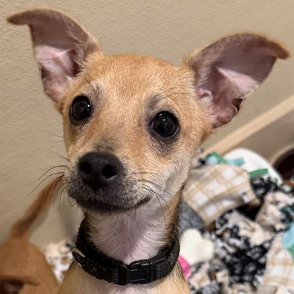 Dallas "Dally" Winston, an adoptable Unknown breed in Pleasanton, CA