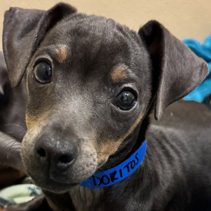 Doritos, an adoptable Unknown breed in Pleasanton, CA