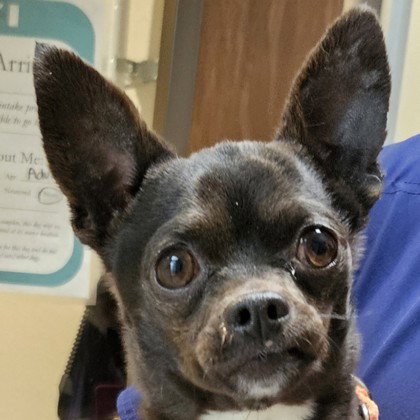 Frito, an adoptable Unknown breed in Pleasanton, CA