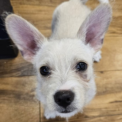 Jasnah, an adoptable Unknown breed in Pleasanton, CA