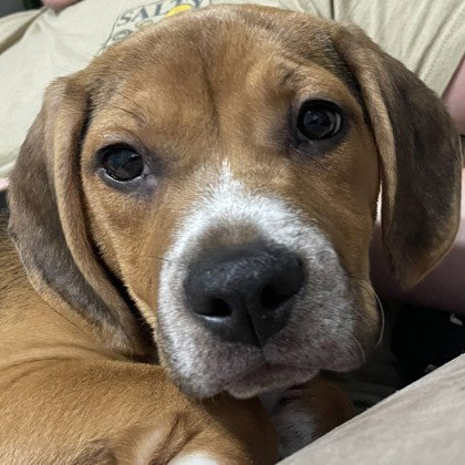 Koa, an adoptable Unknown breed in Pleasanton, CA