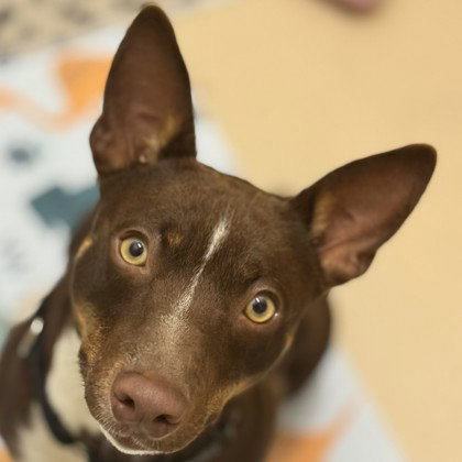 Newt, an adoptable Unknown breed in Pleasanton, CA