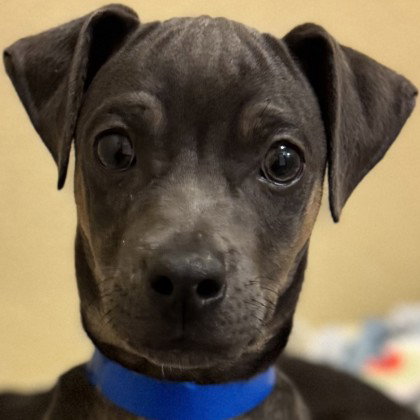 Pringles, an adoptable Unknown breed in Pleasanton, CA