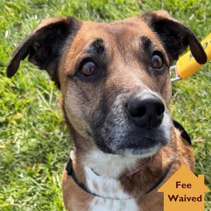 Sammy, an adoptable Unknown breed in Pleasanton, CA