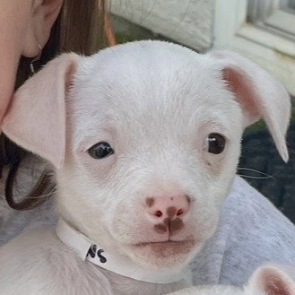 White Snake, an adoptable Unknown breed in Pleasanton, CA