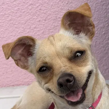 Dolly - Unknown