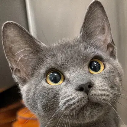 Chanterelle - American Shorthair