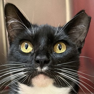 Chiclets, a young female American Shorthair cat up for adoption