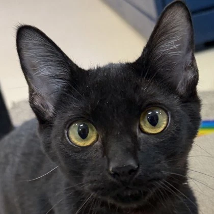 Crimini