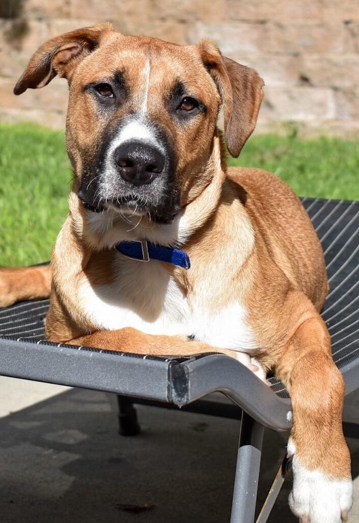 adoptable Dog in San Diego, CA named Buster