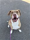Maggie - I Need a Foster!