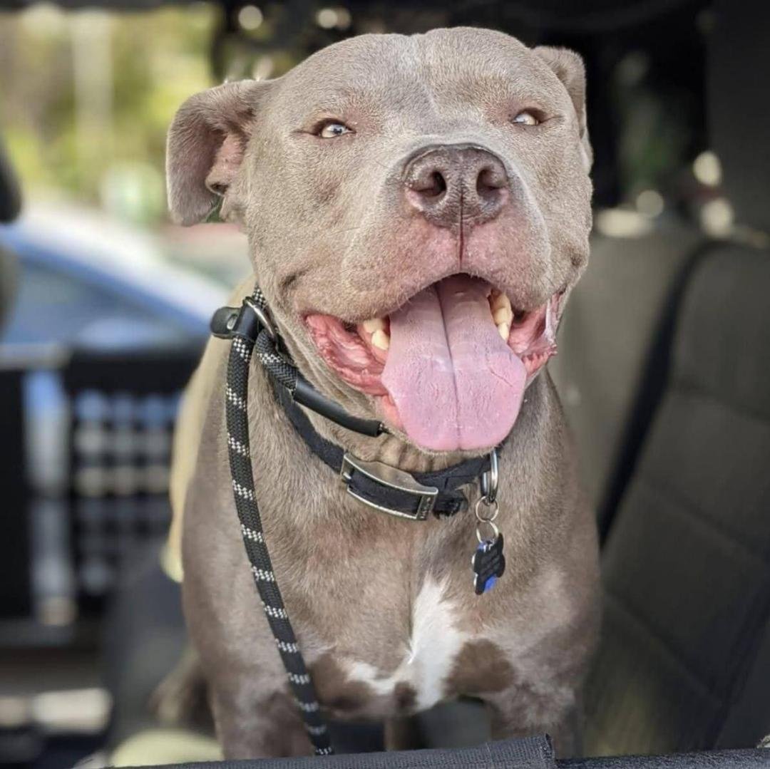 adoptable Dog in San Diego, CA named Whiskey *Facilitated Adoption*