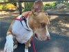 Sandy - I Need A Foster!