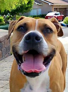 adoptable Dog in San Diego, CA named Ginger - I Need A Foster!