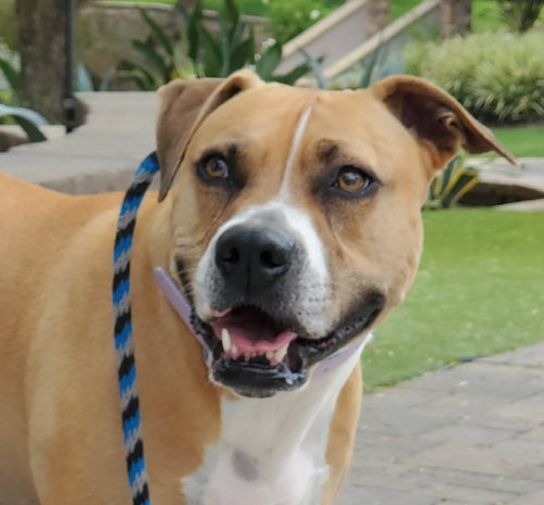 Ginger, photo 24