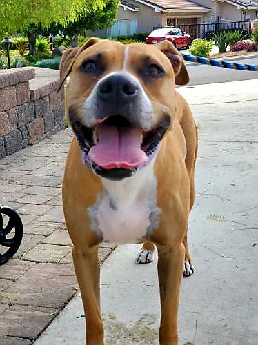 Ginger, photo 25