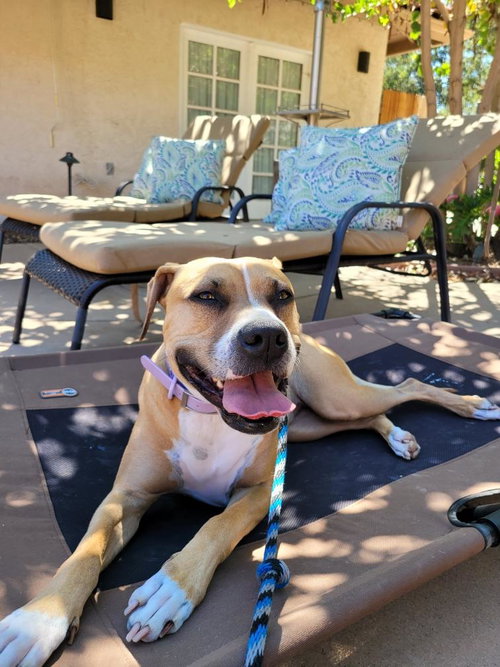 Ginger, photo 19