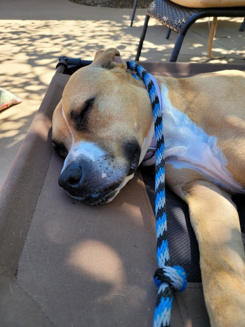 Ginger, photo 23