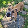 Ginger - I Need A Foster!