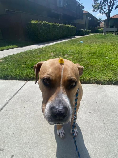 Ginger, photo 18