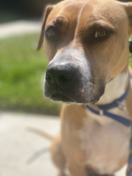 Ginger, photo 16