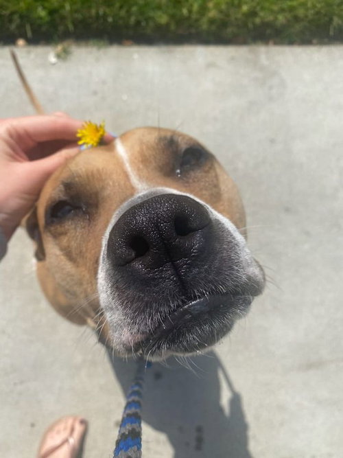 Ginger, photo 17