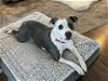 Laney - I Need a Foster!