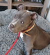 Kaia - I Need A Foster!