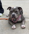 Kaia - I Need A Foster!
