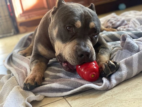 Brownie, photo 9