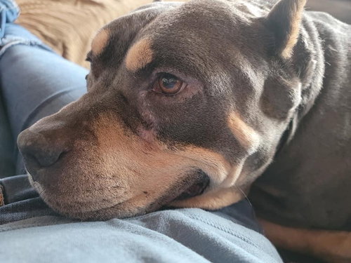 Brownie, photo 8