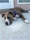Blue - I Need a Foster!