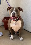 Blue - I Need a Foster!