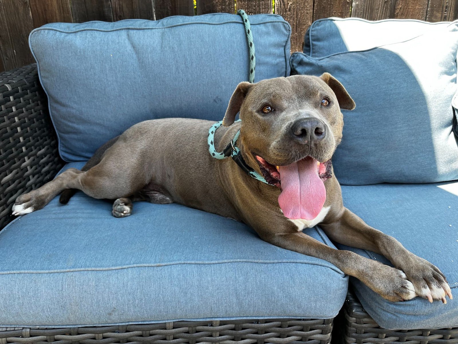 adoptable Dog in San Diego, CA named Dusty **Courtesy Listing**