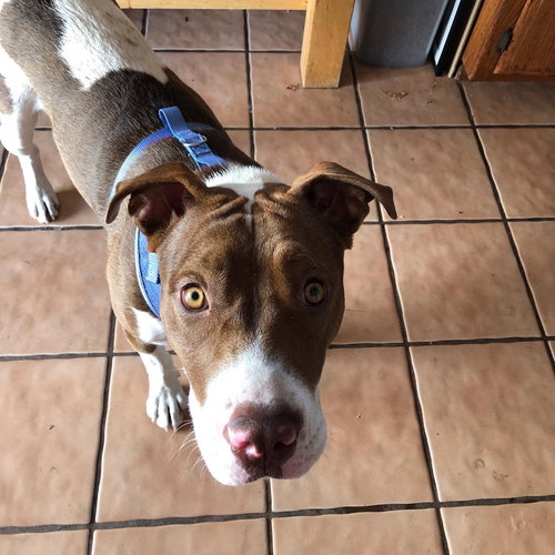 HARLEY QUINN **COURTESY LISTING** - American Staffordshire Terrier available for adoption