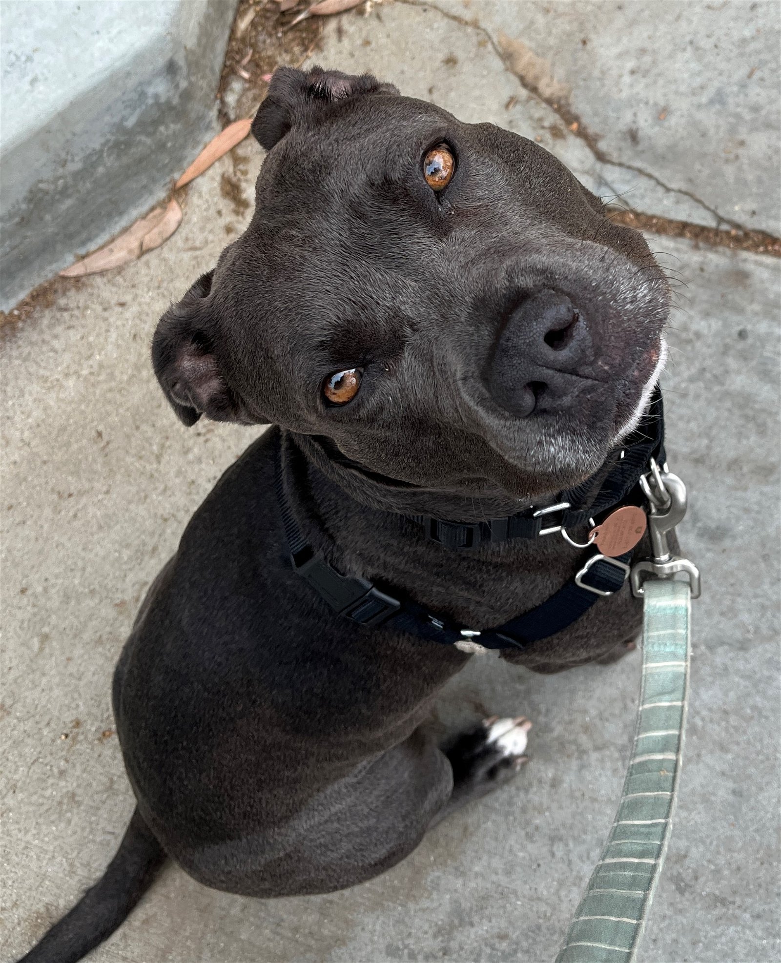 adoptable Dog in San Diego, CA named Suki **Courtesy Listing**