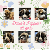 Darla's Puppies - Lilac