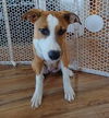 Darla's Puppies - Lilac