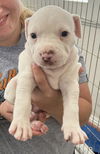 Winston- Stella's Litter