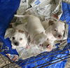 Winston- Stella's Litter