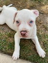 Winston- Stella's Litter