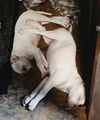 Winston- Stella's Litter