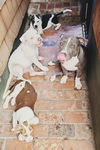 Winston- Stella's Litter