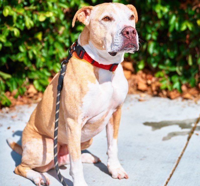 adoptable Dog in San Diego, CA named Snuggles **Courtesy Listing**