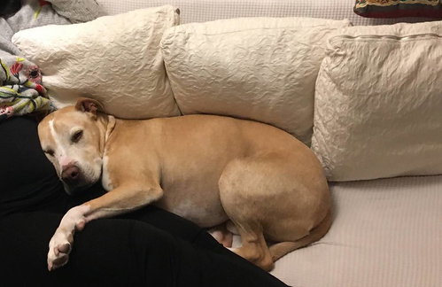 Snuggles **Courtesy Listing photo 4