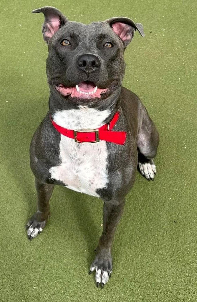 adoptable Dog in San Diego, CA named Stella