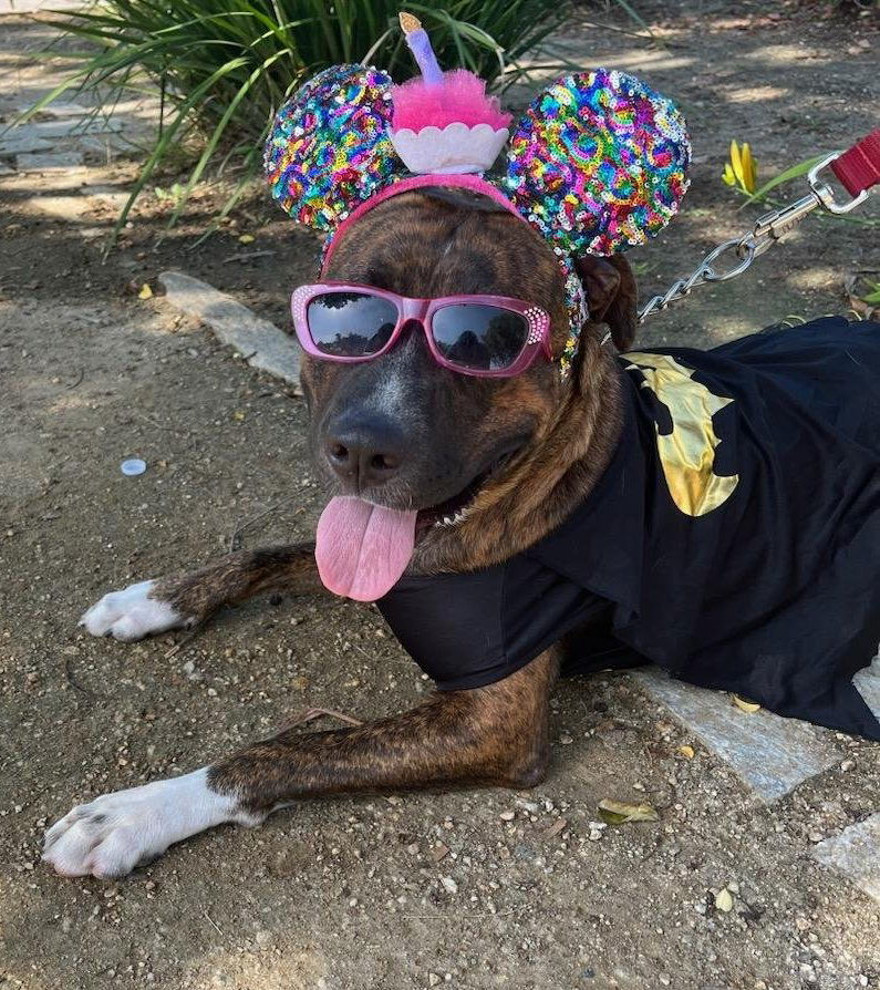 adoptable Dog in San Diego, CA named Melanie **Facilitated Adoption**