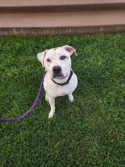 picture of the dog needing adoption
